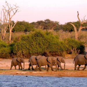 Chobe Day Trip in Botswana