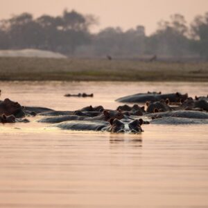 Safari Boat Cruise