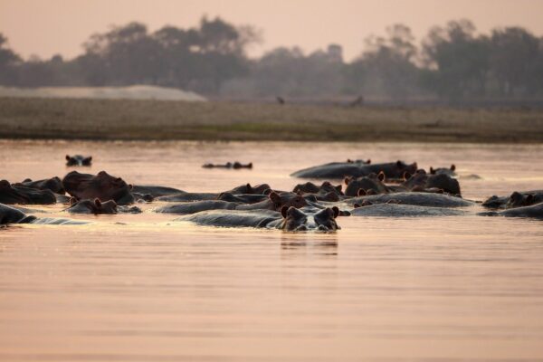 Safari Boat Cruise