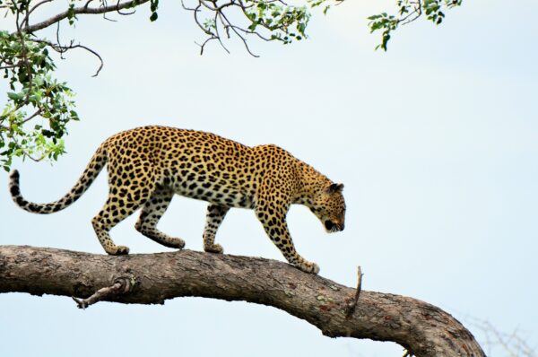 Full Day Zambezi National Park