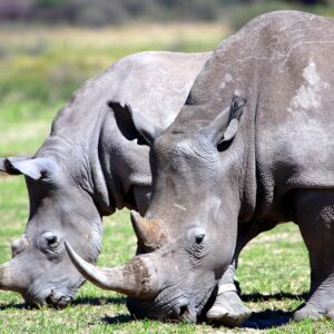 Safari Game Drive + Rhino Walk