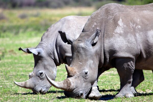 Safari Game Drive + Rhino Walk