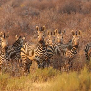 Safari Game Drive