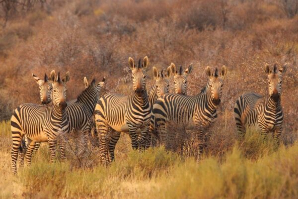 Safari Game Drive